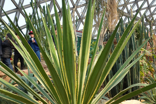 金边巨麻 Furcraea selloa var. marginata 金边巨麻 Furcraea selloa var. marginata