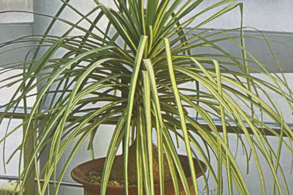 斑叶酒瓶兰 Nolina recurvata ‘Variegata’ 斑叶酒瓶兰 Nolina recurvata ‘Variegata’
