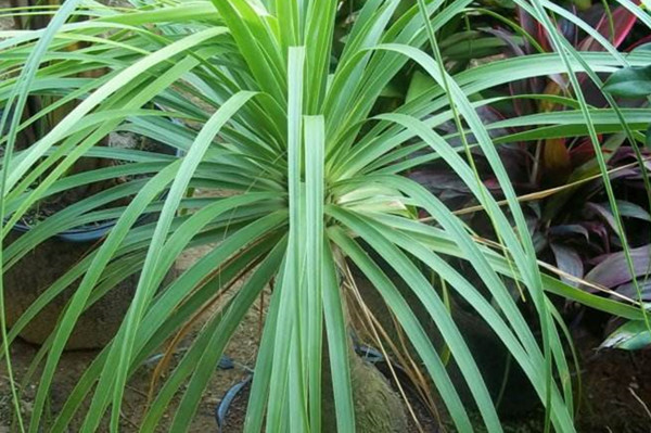 酒瓶兰缀化 Nolina recurvata ‘Cristata’ 酒瓶兰缀化 Nolina recurvata ‘Cristata’