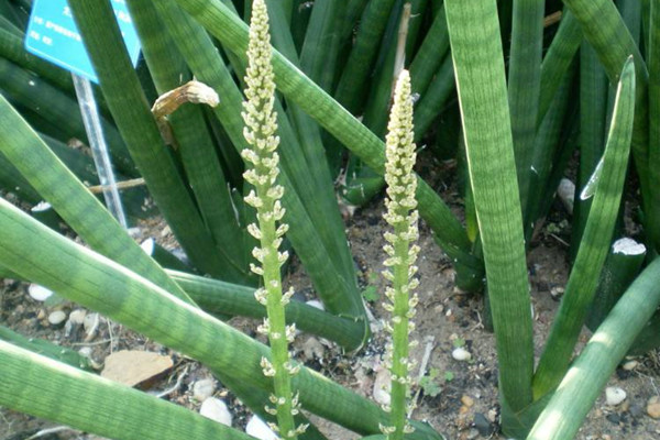 圆叶虎尾兰 Sansevieria cylindrica 圆叶虎尾兰 Sansevieria cylindrica