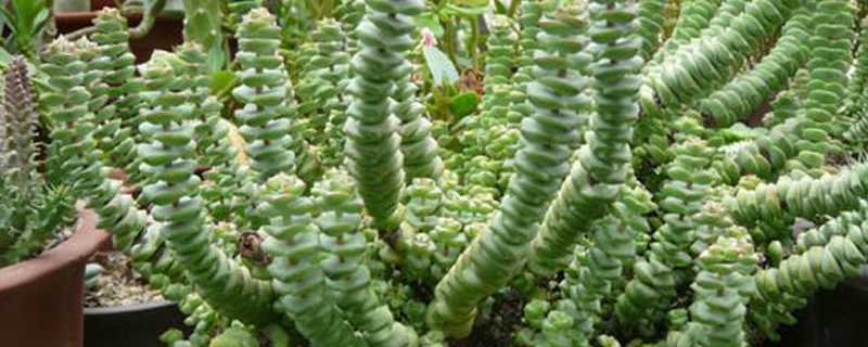 钱串子花怎么养 钱串子花怎么养