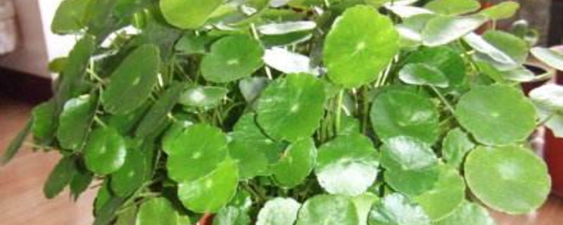 钱多多植物的养殖方法 钱多多植物的养殖方法