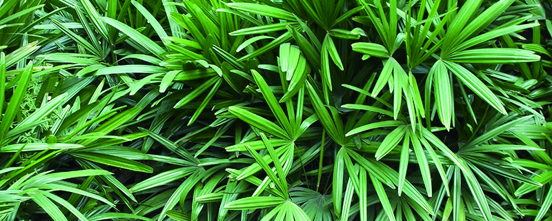 竹子为什么是草本植物 竹子为什么是草本植物
