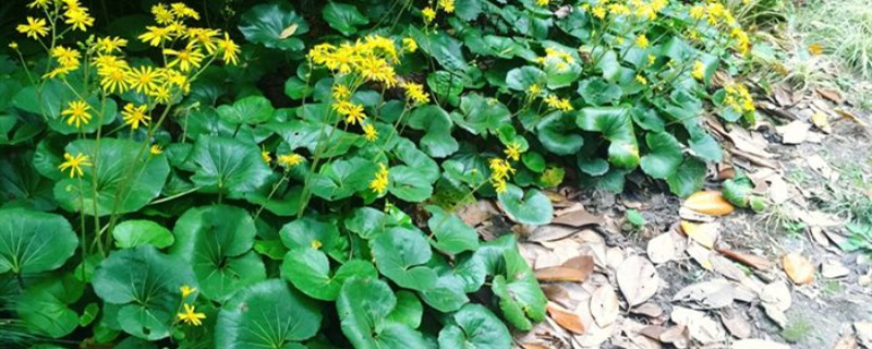 园林耐阴草本植物 园林耐阴草本植物