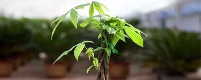 发财树是草本植物吗 发财树是草本植物吗