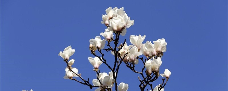 白玉兰怎么种植(种植方法介绍) 白玉兰怎么种植(种植方法介绍)