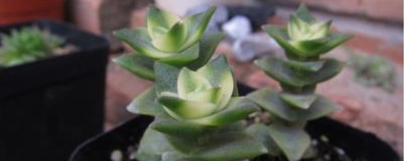 星乙女的养护方法和病虫害防治 星乙女的养护方法和病虫害防治