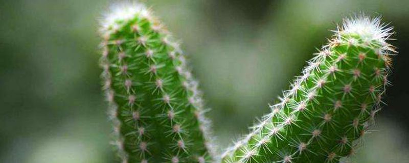 仙人掌是草本植物吗 仙人掌是草本植物吗