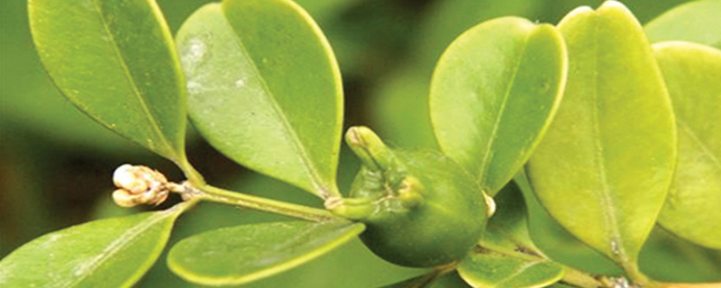 小叶黄杨是草本植物吗 小叶黄杨是草本植物吗