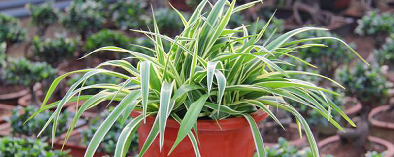 常见观叶草本植物 常见观叶草本植物