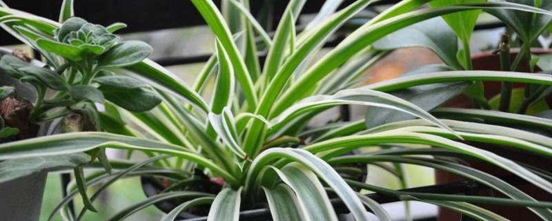 吊兰移植后需要浇水吗 吊兰移植后需要浇水吗