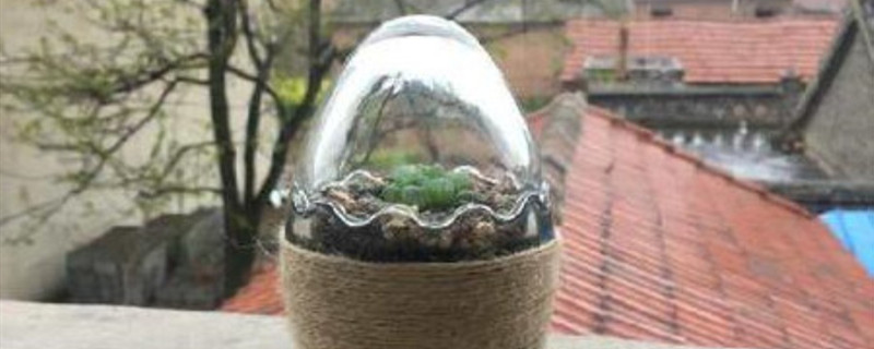 植物闷养的原理 植物闷养的原理