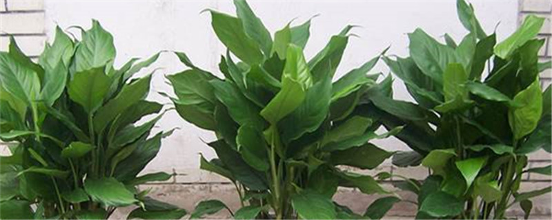 原始植物的诞生