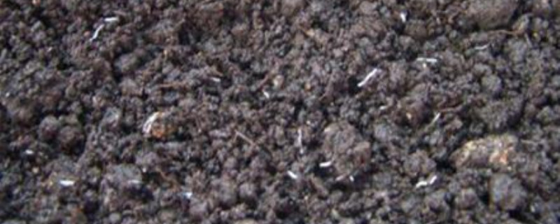 养花的土里有白色的虫是什么