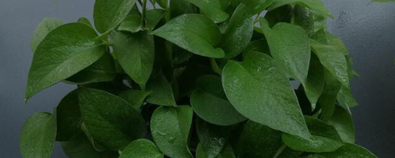 室内观叶植物种植方法