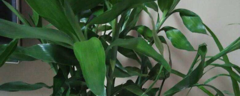 观叶植物能用鸡蛋壳放土里吗 观叶植物能用鸡蛋壳放土里吗