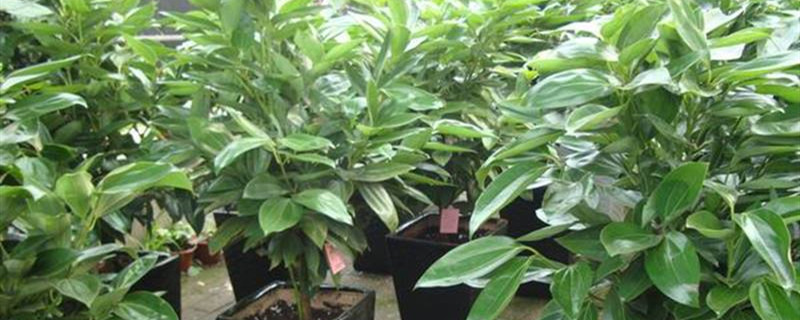 观叶植物能用磷酸二氢钾吗 观叶植物能用磷酸二氢钾吗