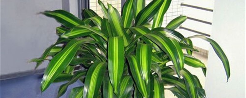 室内大型观叶植物有哪些 室内大型观叶植物有哪些
