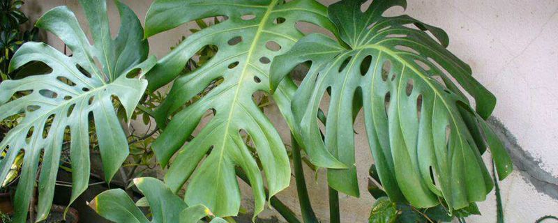 常见木本观叶植物种类