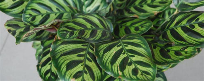观叶植物青苹果养殖 观叶植物青苹果养殖