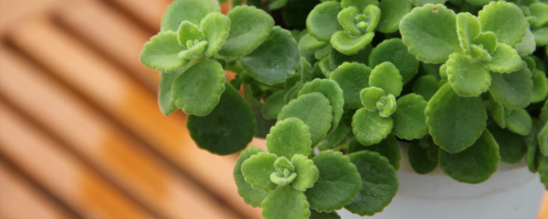 室内观叶植物有香的吗 室内观叶植物有香的吗