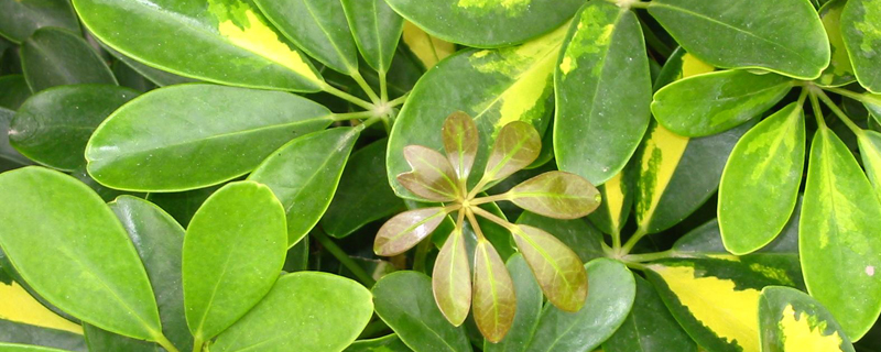 观叶植物叶片出现黄叶片怎么办