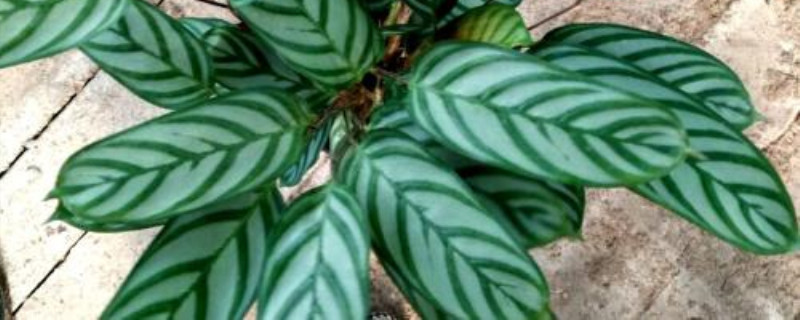 观叶植物竹芋有多少种 观叶植物竹芋有多少种