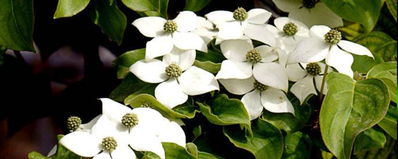 四照花是草本植物吗 四照花是草本植物吗