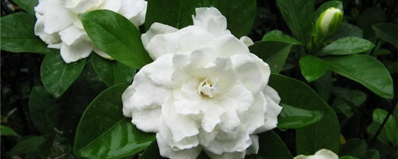怎么给栀子花摘心 怎么给栀子花摘心