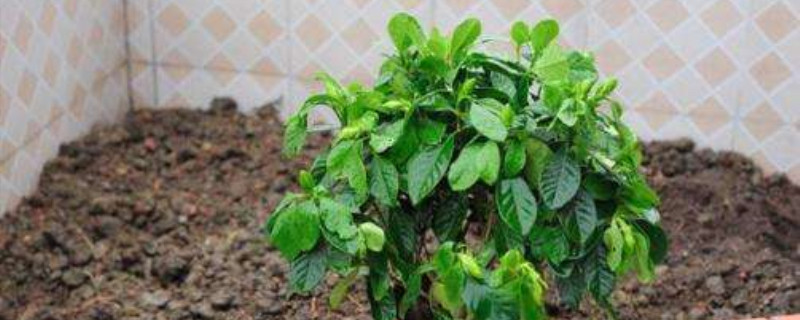 刚栽的栀子花怎样剪枝