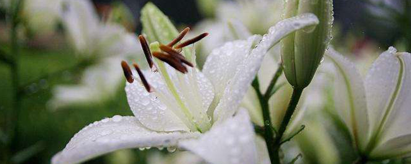 百合花水养加多少水 百合花水养加多少水