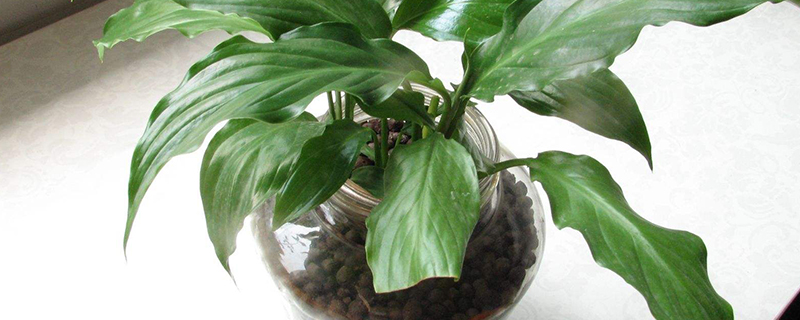 草本植物绿巨人能放室内养吗 草本植物绿巨人能放室内养吗