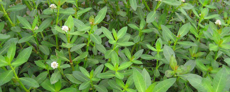 空心莲子草是草本植物吗 空心莲子草是草本植物吗