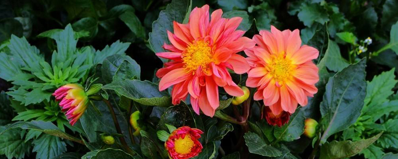 小丽花花期多少时间 小丽花花期多少时间