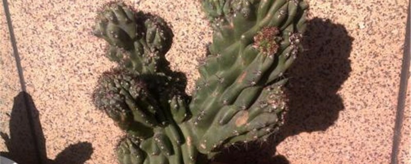 山影拳有多少种 山影拳有多少种