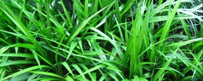 一平方栽多少吉祥草 一平方栽多少吉祥草
