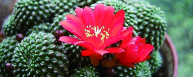 子孙球开花多少时间 子孙球开花多少时间