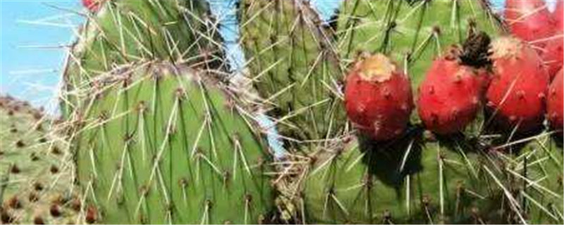 仙人掌有多少种类 仙人掌有多少种类