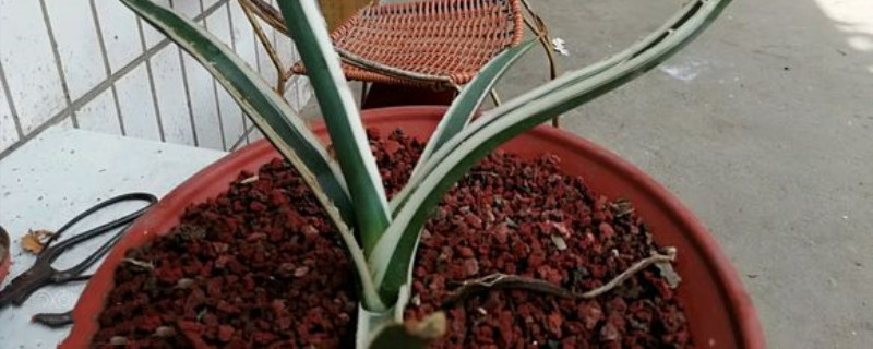 白瓷炉喜阴还是喜阳