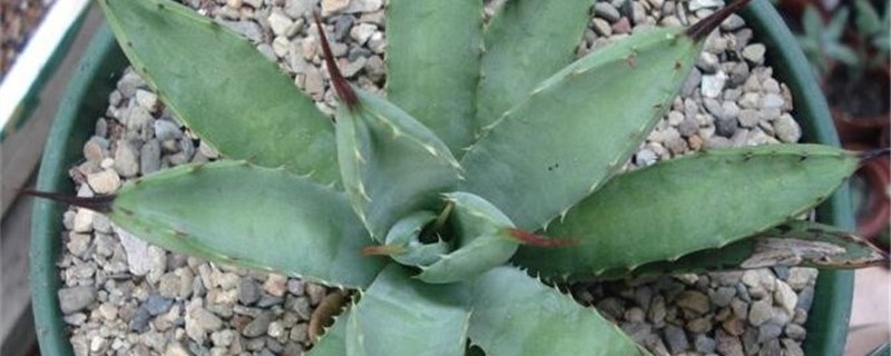 八荒殿是什么科