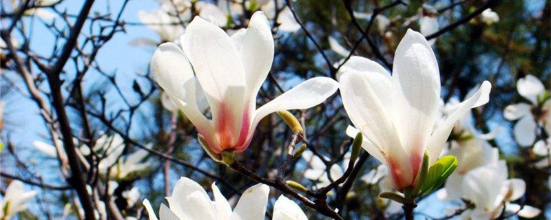 白玉兰可以水培吗 白玉兰可以水培吗