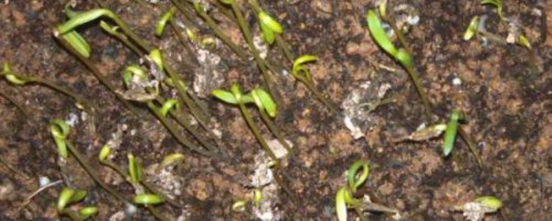 波斯菊撒多少颗种子 波斯菊撒多少颗种子
