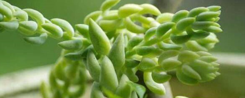 翡翠景天多肉有多少种 翡翠景天多肉有多少种