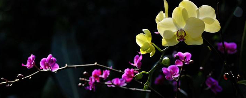 洋兰切花能养多少天 洋兰切花能养多少天