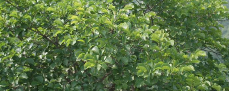 山榆树多少温度发芽 山榆树多少温度发芽