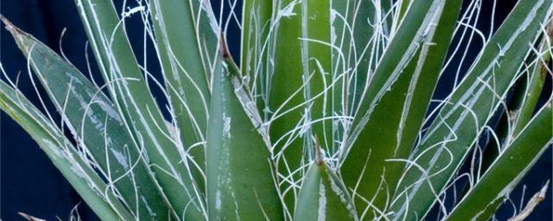泷之白丝浇水过多怎么办 泷之白丝浇水过多怎么办