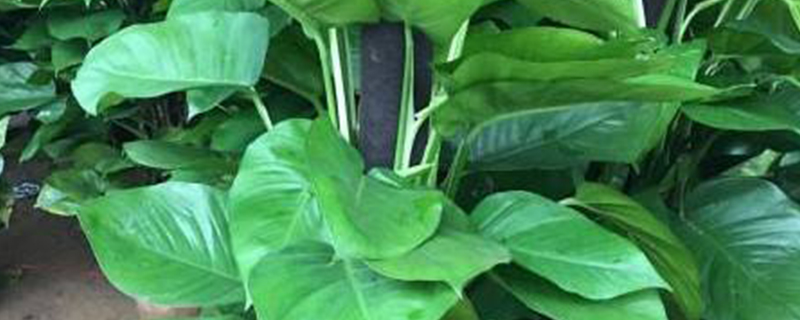 植物叶片类型有多少种