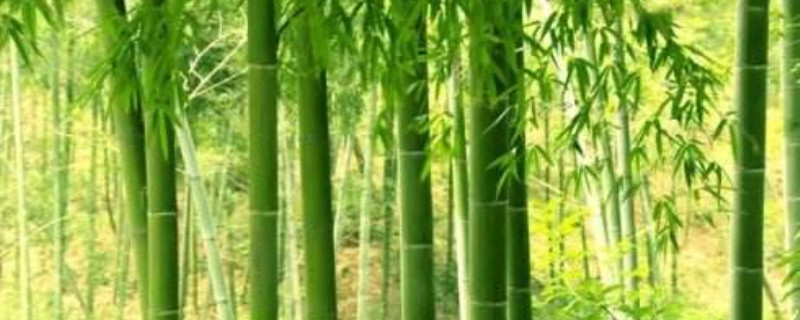 竹子需要多少覆土 竹子需要多少覆土