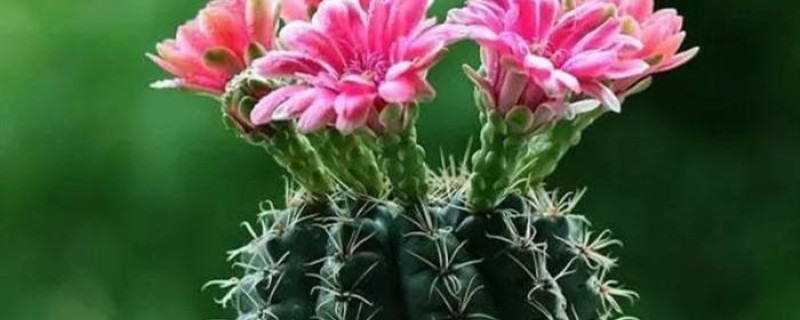 中国的花有多少种 中国的花有多少种