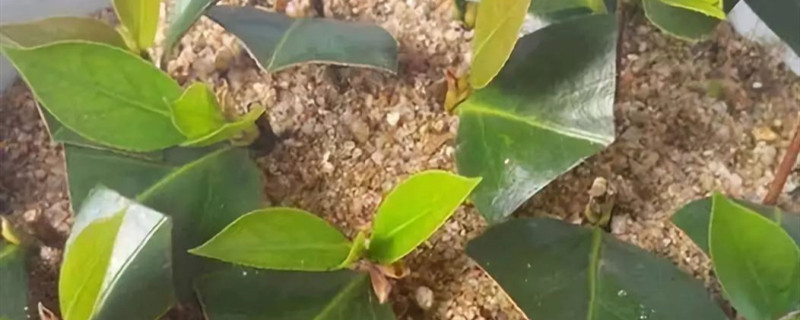 茶花插扦多少天生根